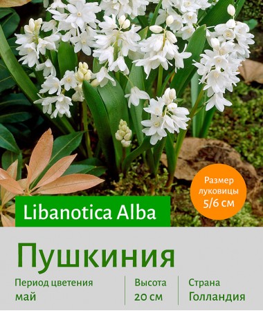  Пушкиния (Puschkinia) libanotica Alba